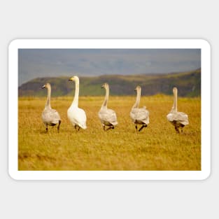 Goose - mother and kids Sticker